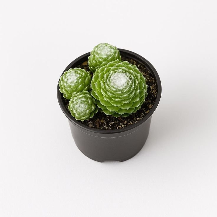 Zebra Haworthia Charm