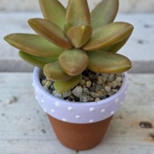 Pearl String Delight